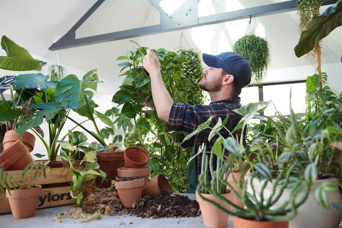 Tony tends his rare plant collection. (Courtesy of <a href="https://www.instagram.com/notanotherjungle/">Tony Le-Britton</a>)