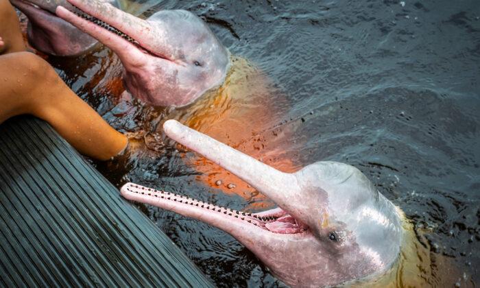 ‘Mythical’ Pink Dolphins of the Amazon River Are Real, but Rare; Here’s How You Can Find Them
