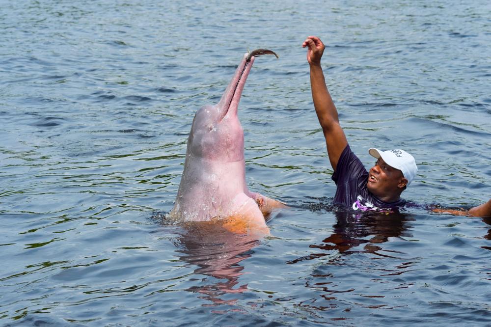 An Amazon river dolphin being fed by local villager, Rio Negro, Manaus, in Amazon State, Brazil (GTW/Shutterstock)