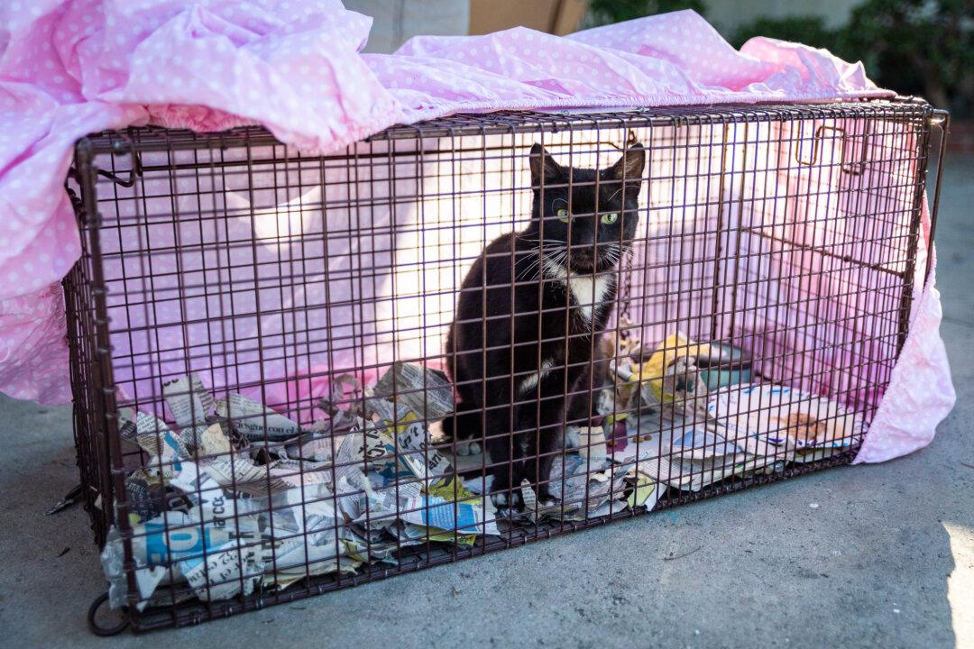 Garden Grove Approves $70,000 Cat Trapping Program Renewal