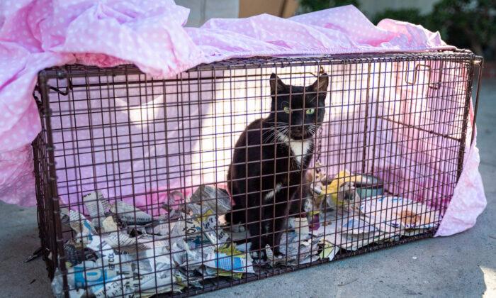 Garden Grove Approves $70,000 Cat Trapping Program Renewal