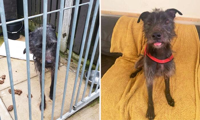 Starving Dog Found Chewing on His Own Tail After Being Locked in a Wet Kennel for 3 Weeks