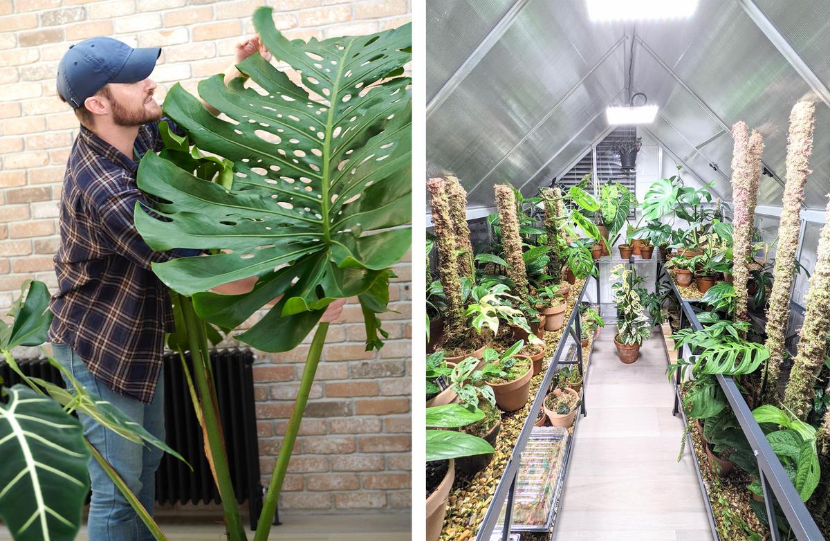 (Left) Monstera deliciosa (large form); (Right) A view inside Tony's greenhouse. (Courtesy of <a href="https://www.instagram.com/notanotherjungle/">Tony Le-Britton</a>)