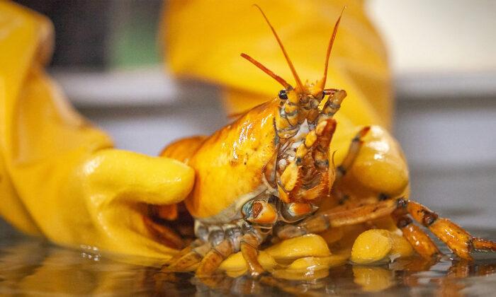 Lobsterman Catches Ultra-Rare Yellow Lobster, Dubbed ‘Banana,’ Deemed 1 in 30 Million Catch