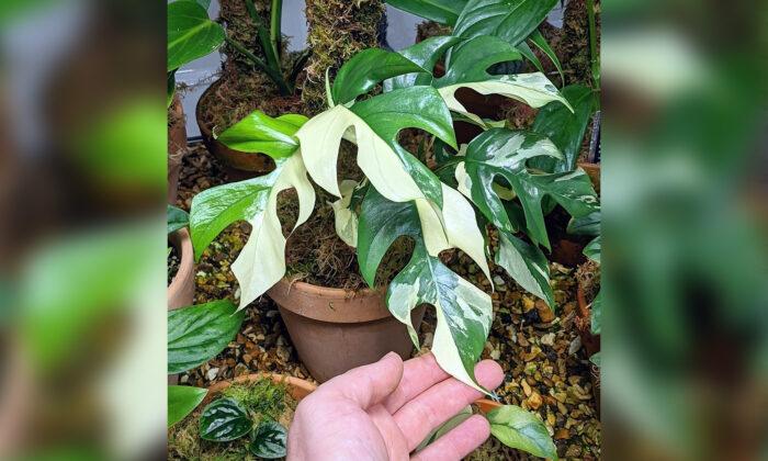 UK Man Cultivates Ultra-Rare Houseplant Collection, Including One Worth 12,000 Pounds per Leaf