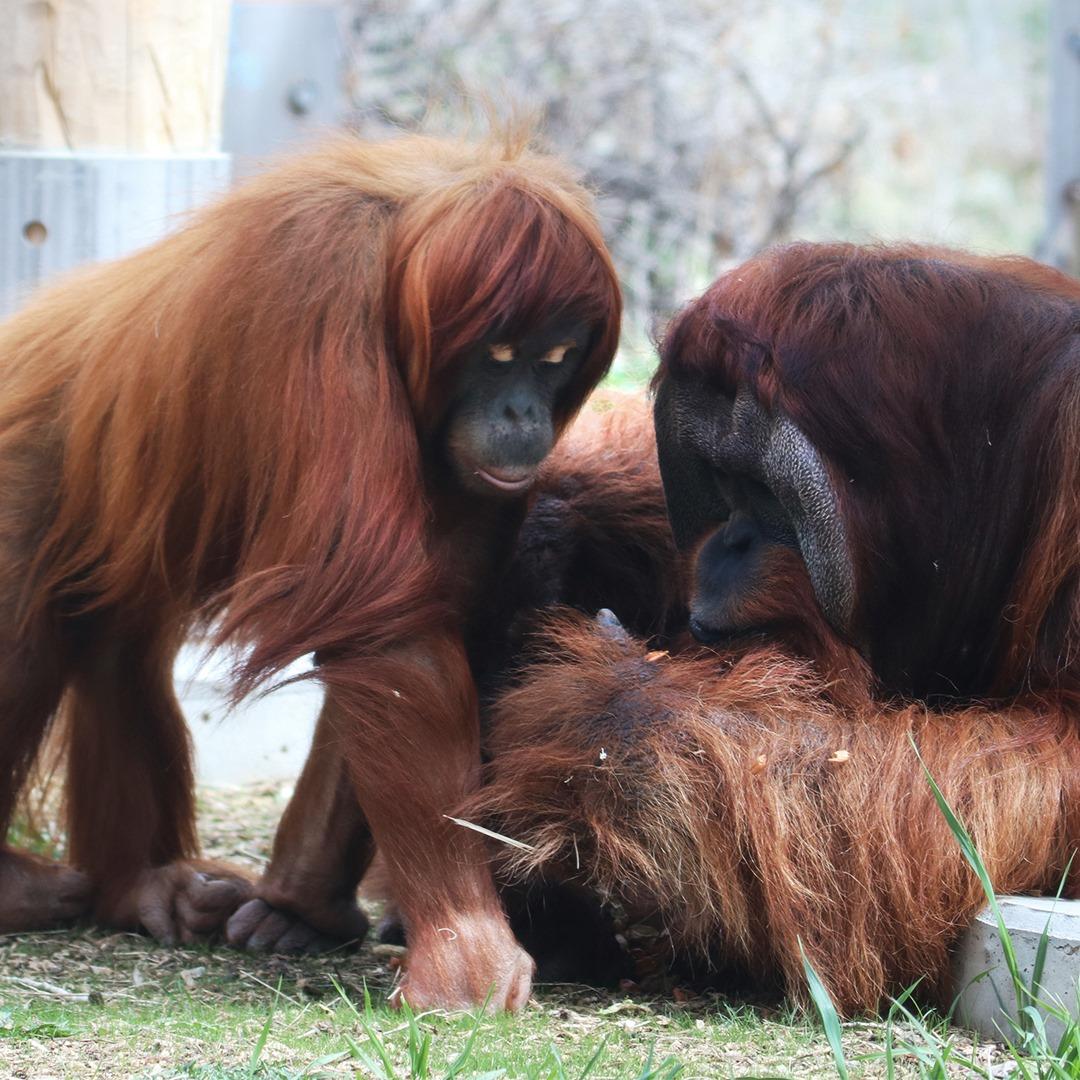 (Courtesy of <a href="https://www.facebook.com/DenverZoo/">Denver Zoo</a>)