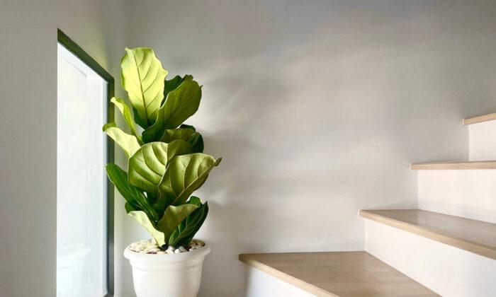 How to Care for Fiddle Leaf Figs