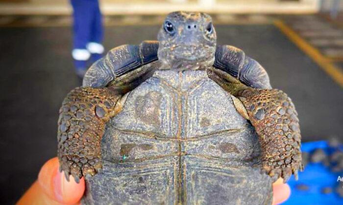 Airport Workers Seize 185 Baby Galápagos Tortoises Wrapped in Plastic, Packed in Suitcase