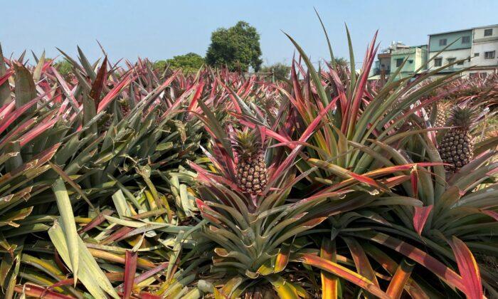 US, Canada Hail Taiwan’s ‘Freedom Pineapples’ After Chinese Ban