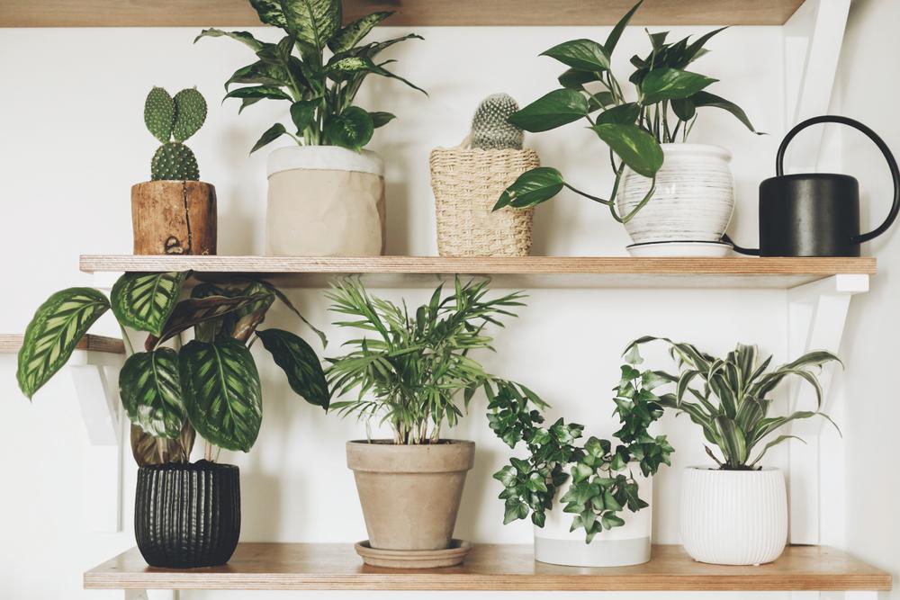 When you get house plants, they not only breathe life and fresh air into the space, they also signal that you’ll be around to care for them regularly. (Bogdan Sonjachnyj/Shutterstock)