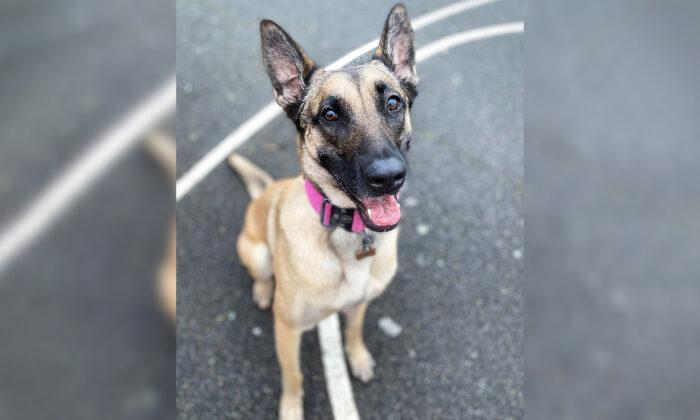 ‘Pretty Dim’ Dognappers Try to Steal Highly-Trained Belgian Malinois, and Get Taught a Lesson