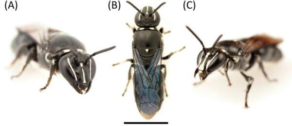 An A oblique and B dorsal photo of a female and an C oblique photo of a male Pharohylaeus lactiferus. (Image credit: James Dorey)