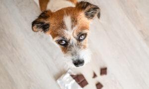 Ask the Vet: What to Do If Your Dog Eats Chocolate