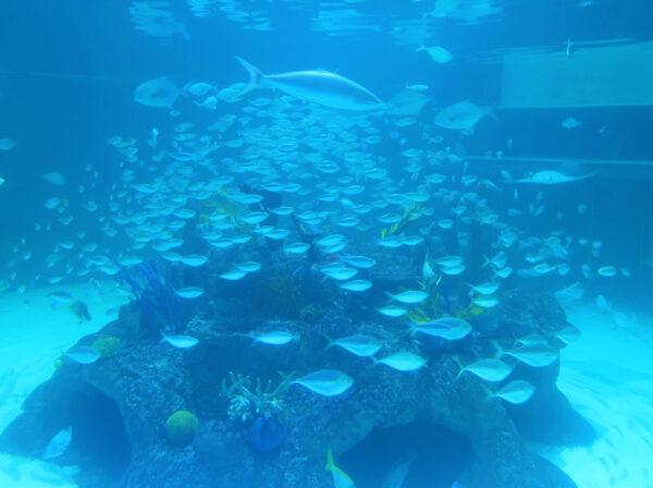 A flurry of different types of fish greet underwater visitors at Aquarium Encounters in Marathon, Fla. (Courtesy of Marathon Encounters)