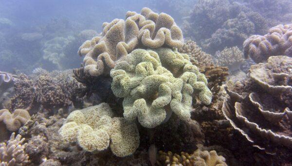 Coral on Great Barrier Reef in Queensland, Australia. (William West/AFP via Getty Images)