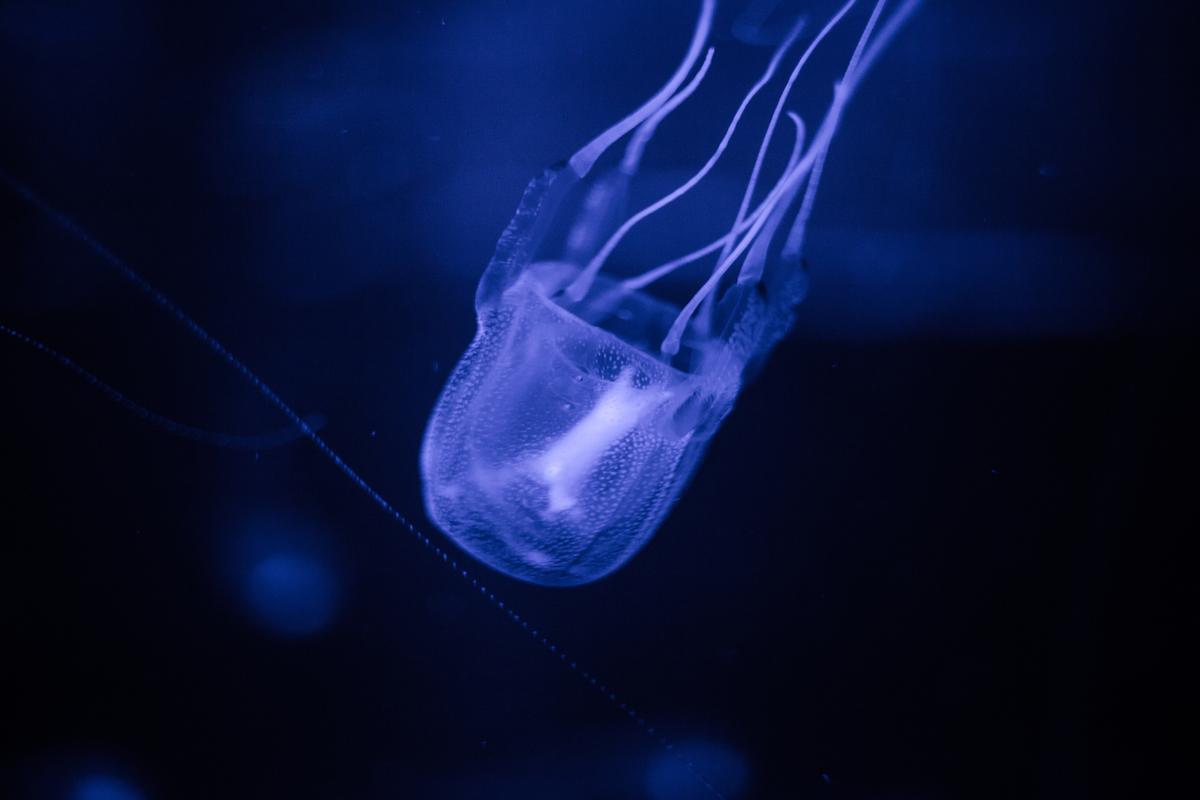 Detail of a poisonous box jellyfish in an aquarium (Dewald Kirsten/Shutterstock)