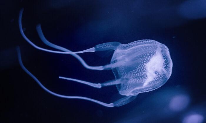 Aussie Teen Dies From Box Jellyfish Sting Off Coast of Queensland, Prompts Public Warning