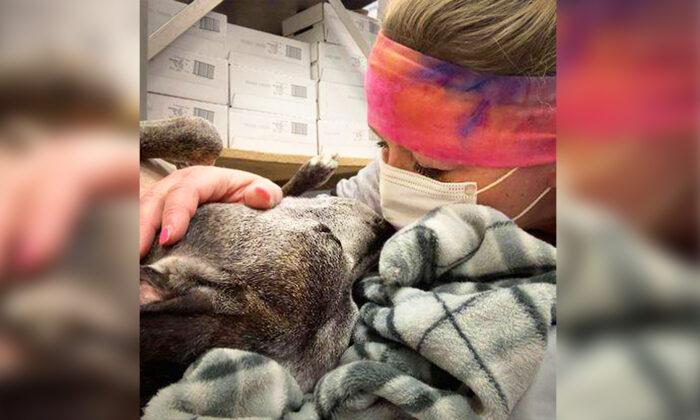 Beaten, Abandoned Pit Bull Spends 10 Years in a Shelter, Until Loving Staff Member Adopts Her