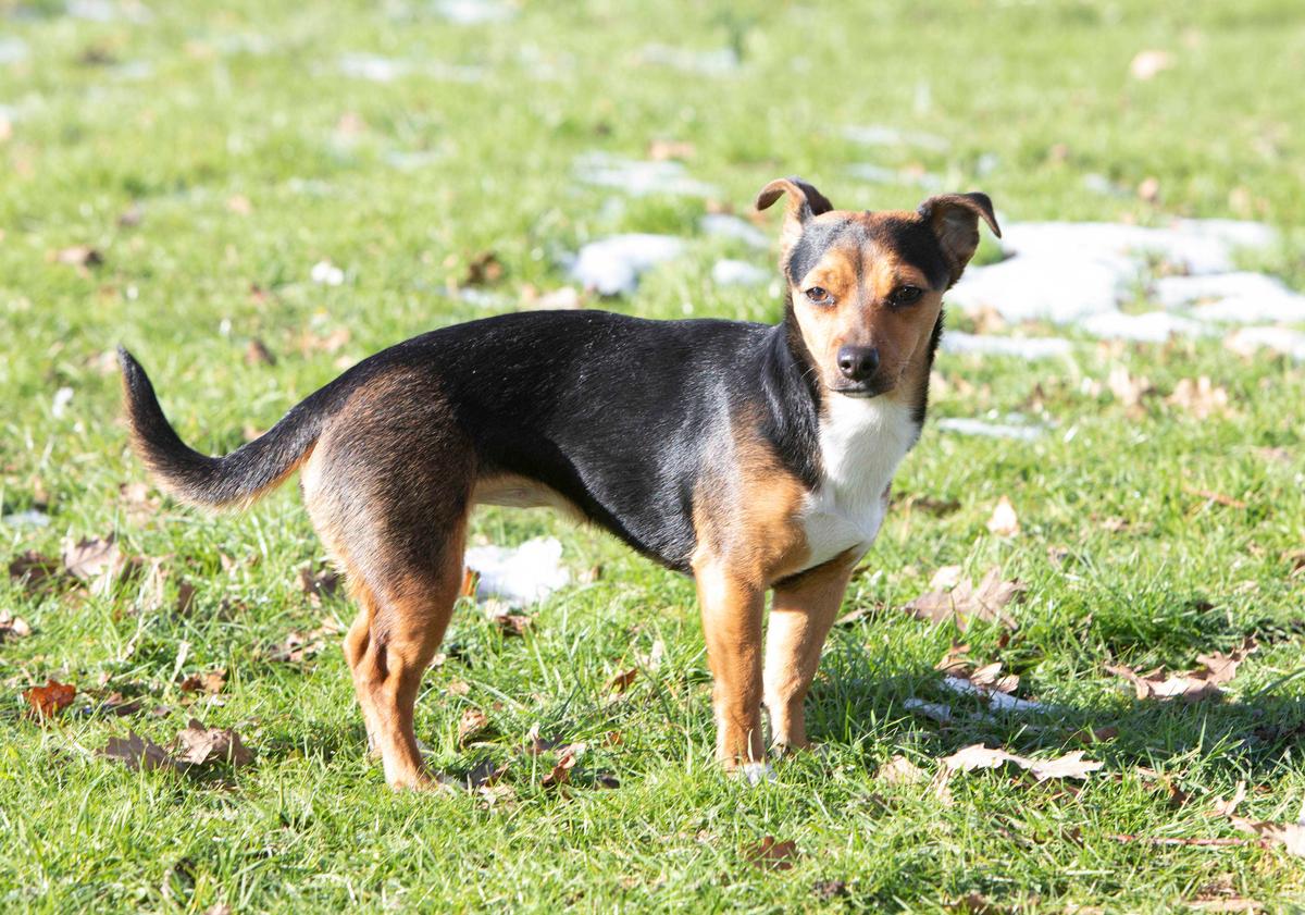 Diane's 1-year-old Jack Russell, Bella (Caters News)