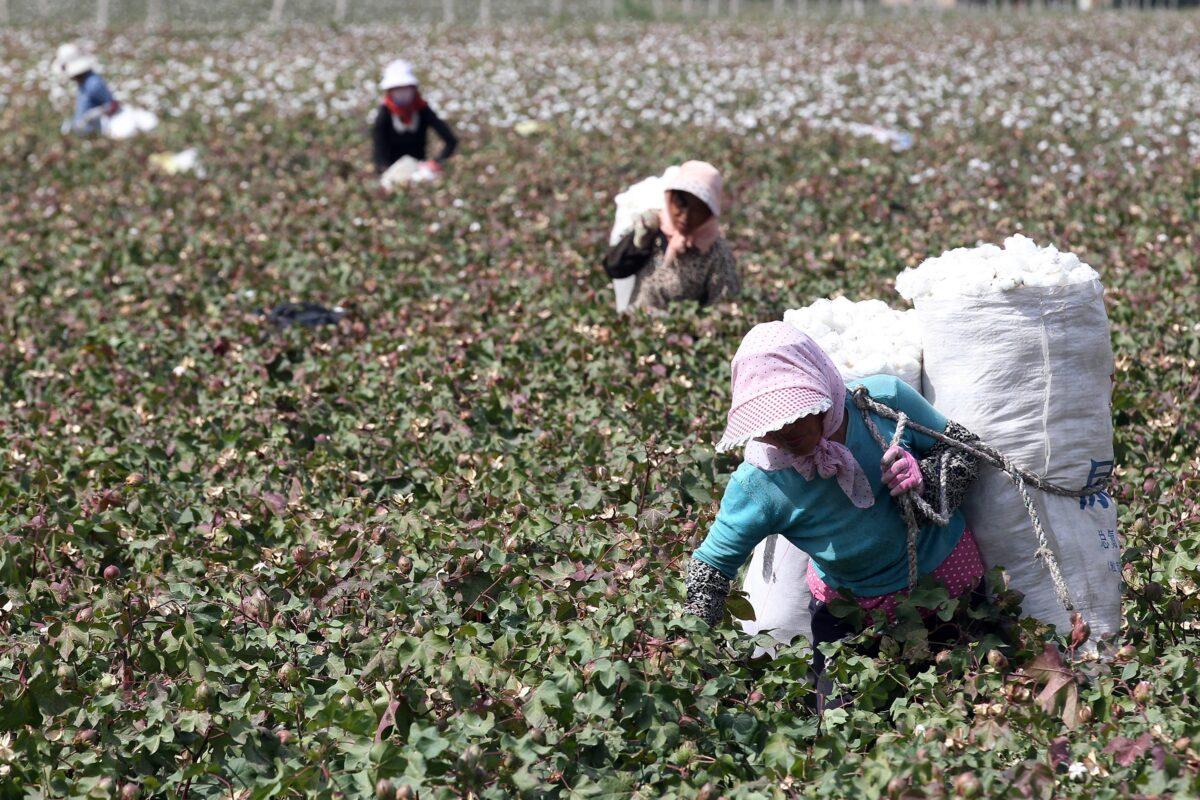 Farmers picking cotton in the fields during the harvest season in Hami, in northwest China's Xinjiang region, on Sept. 20, 2015. (STR/AFP via Getty Images)