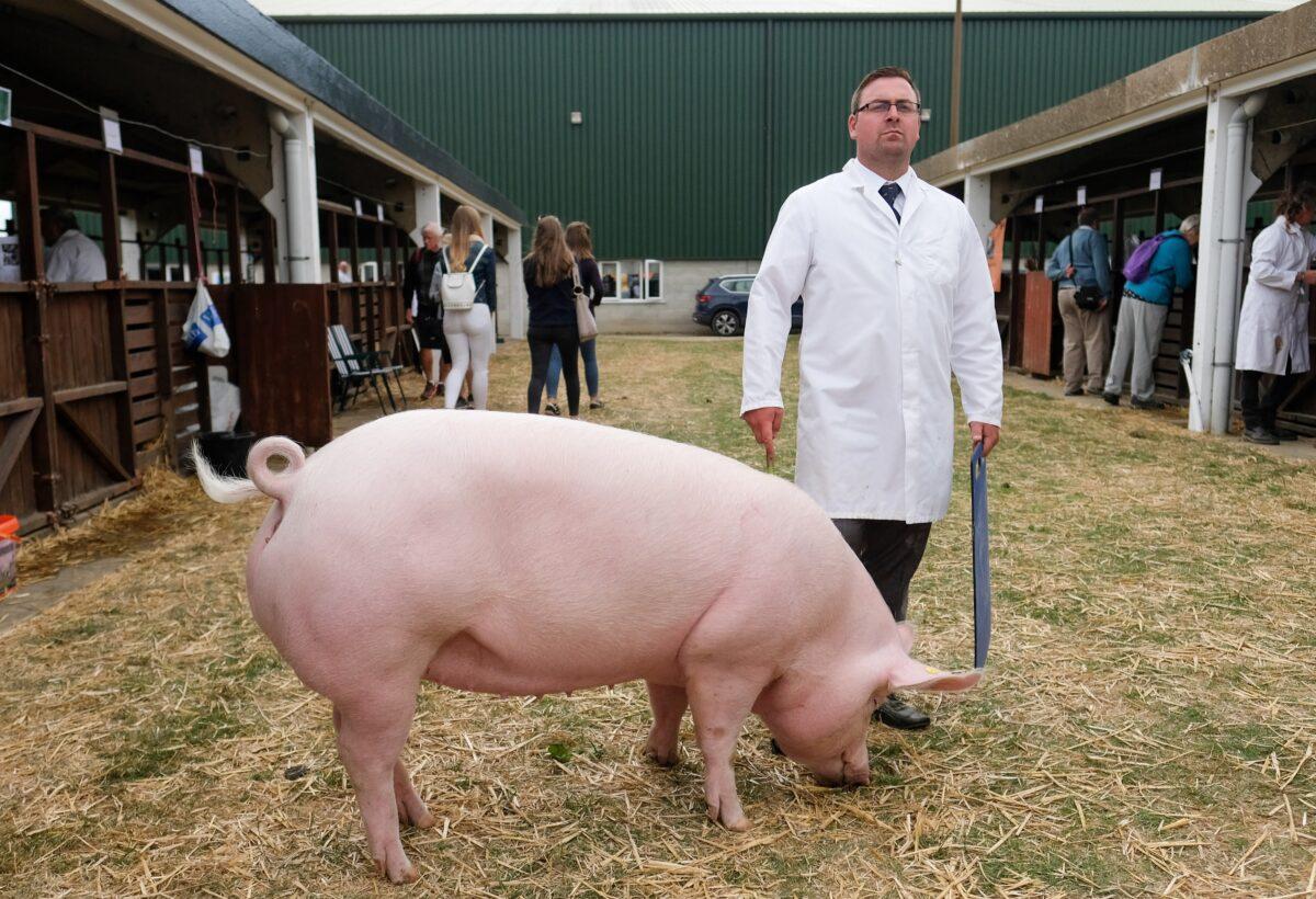 A man waits with his pig before entering the show arena during the 160th Great Yorkshire Show in Harrogate, England, on July 10, 2018. (Ian Forsyth/Getty Images)