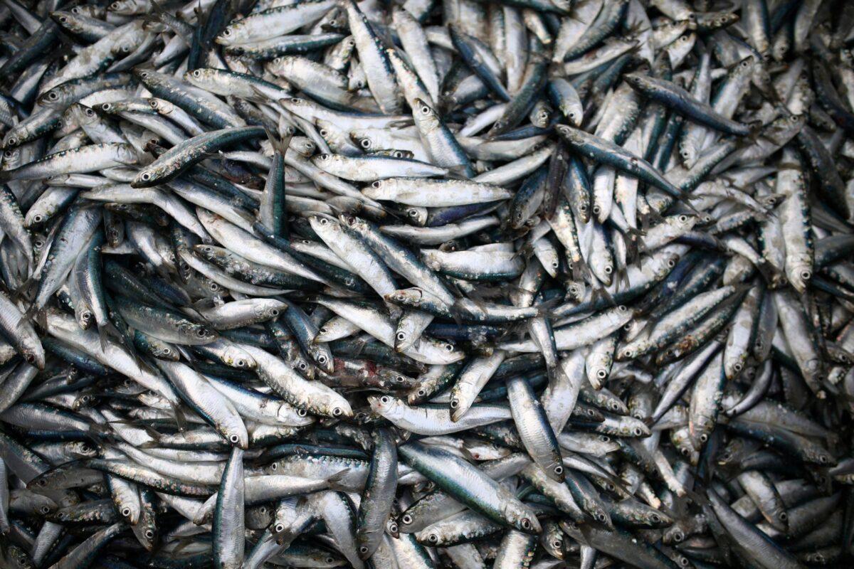 Sardines are landed at Newlyn Harbour, which will see a significant impact to the fishing industry as a result of the Brexit deal due to be implemented in the New Year, in Newlyn, Britain, on Dec. 29, 2020. (Tom Nicholson/Reuters)