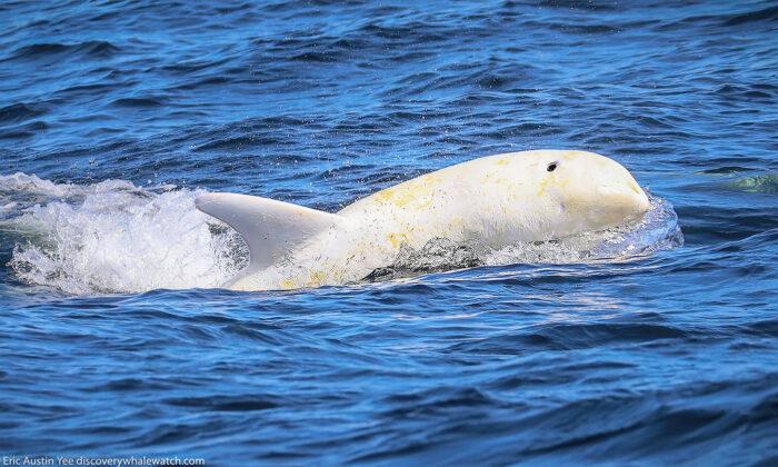 Photographer Captures Stunning Images of Rare White Dolphin ‘Casper’ in Monterey Bay