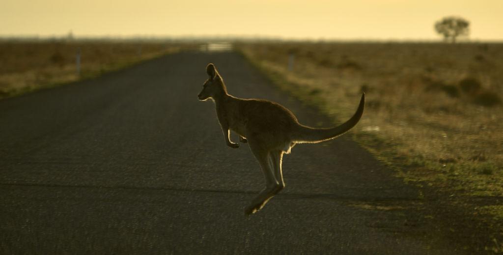 Representatives from the Western Australian Police force said police officers were forced to shoot the marsupial dead because it was posing an ongoing threat to emergency responders. A kangaroo hopping across the road outside the town of Booligal in western New South Wales. (Peter Parks/AFP via Getty Images)