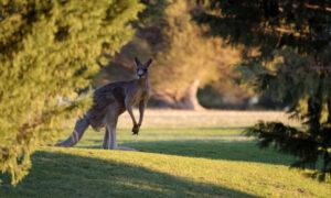 Cops vs. Kangaroo: Missing Marsupial Caught by Durham Police, But Not Without A Fight