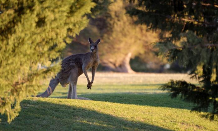 Australian Man Killed by Pet Kangaroo