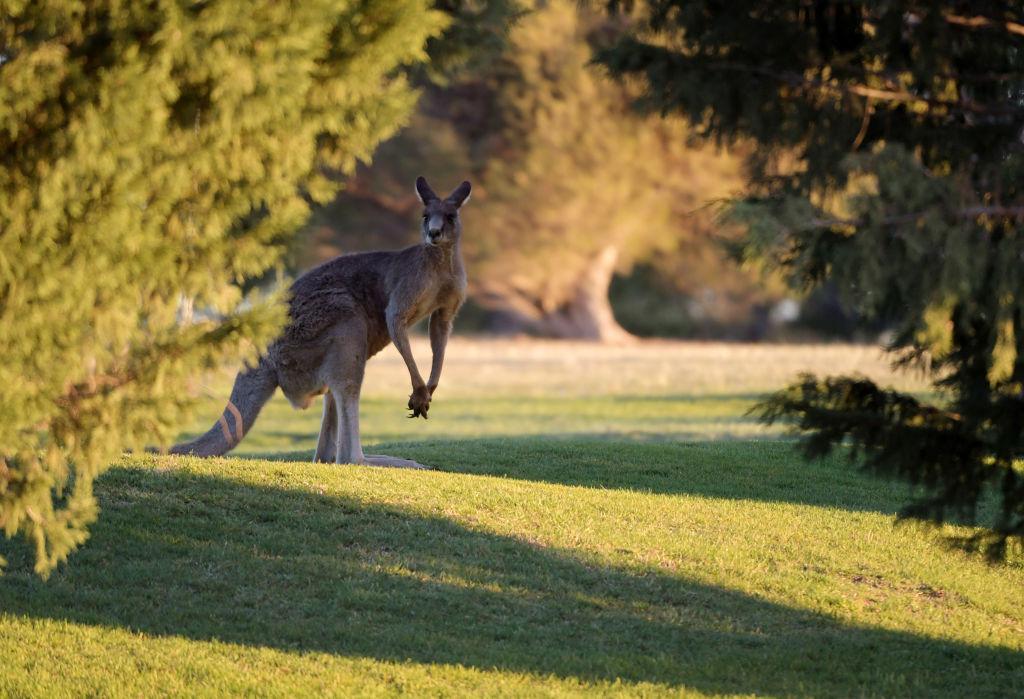 US Congress Considers Ban of Australian Kangaroo Products