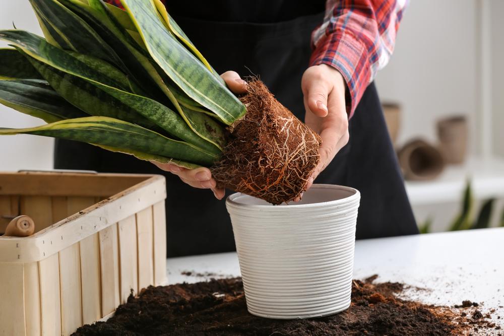 Repot your houseplants in fun terracotta or ceramic planters. (Pixel-Shot/Shutterstock)