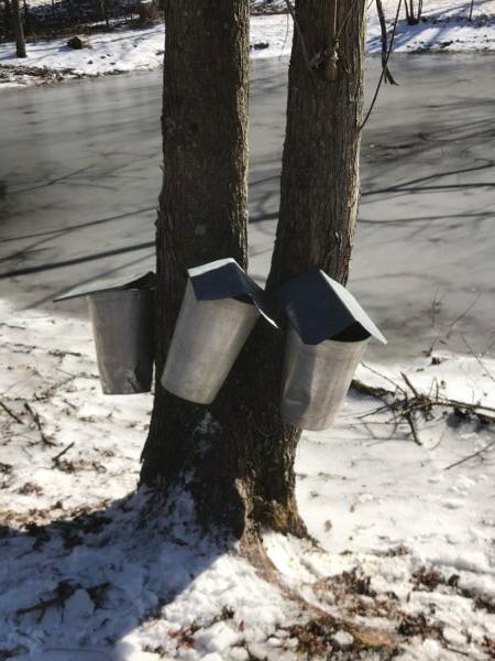 In January, Jim drills a hole into the trunk of each of his trees, caps it with a metal spike, and hangs a bucket on the end, ready to catch the dripping sap. (Jim Dymski)