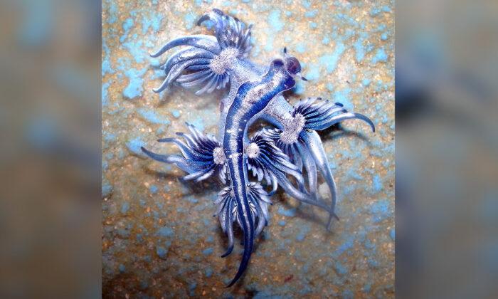 ‘Blue Dragon’ Sea Slugs May Look Pretty but Deliver Potent Sting Because of What They Eat