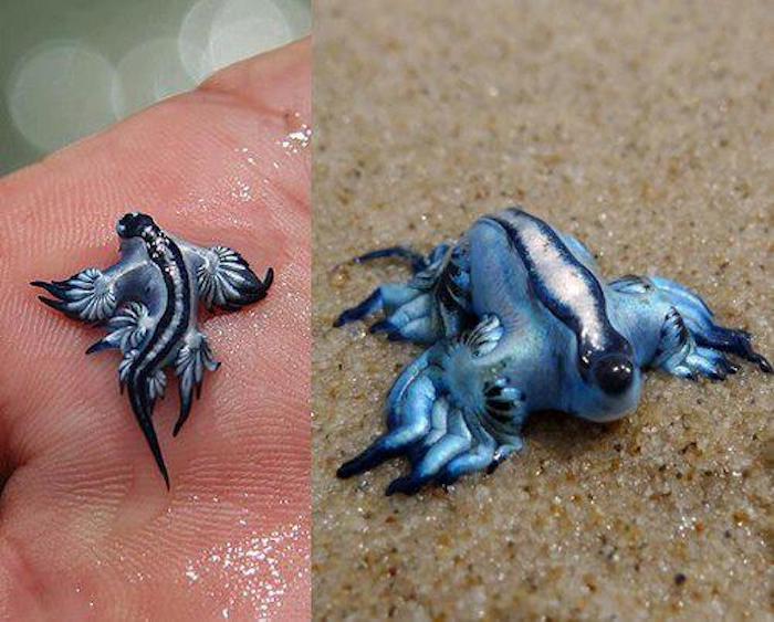 (<a href="https://commons.wikimedia.org/wiki/File:Glaucus_atlant..jpg">Imtorn</a>/CC BY-SA 3.0)