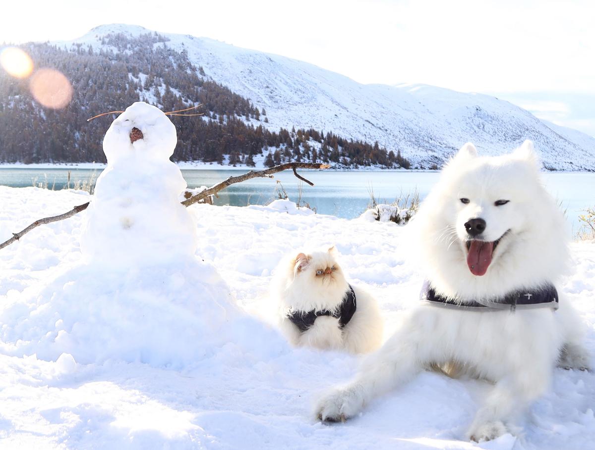 Casper looks far more pleased with this snowman than Romeo. (casperandromeo/CATERS NEWS)