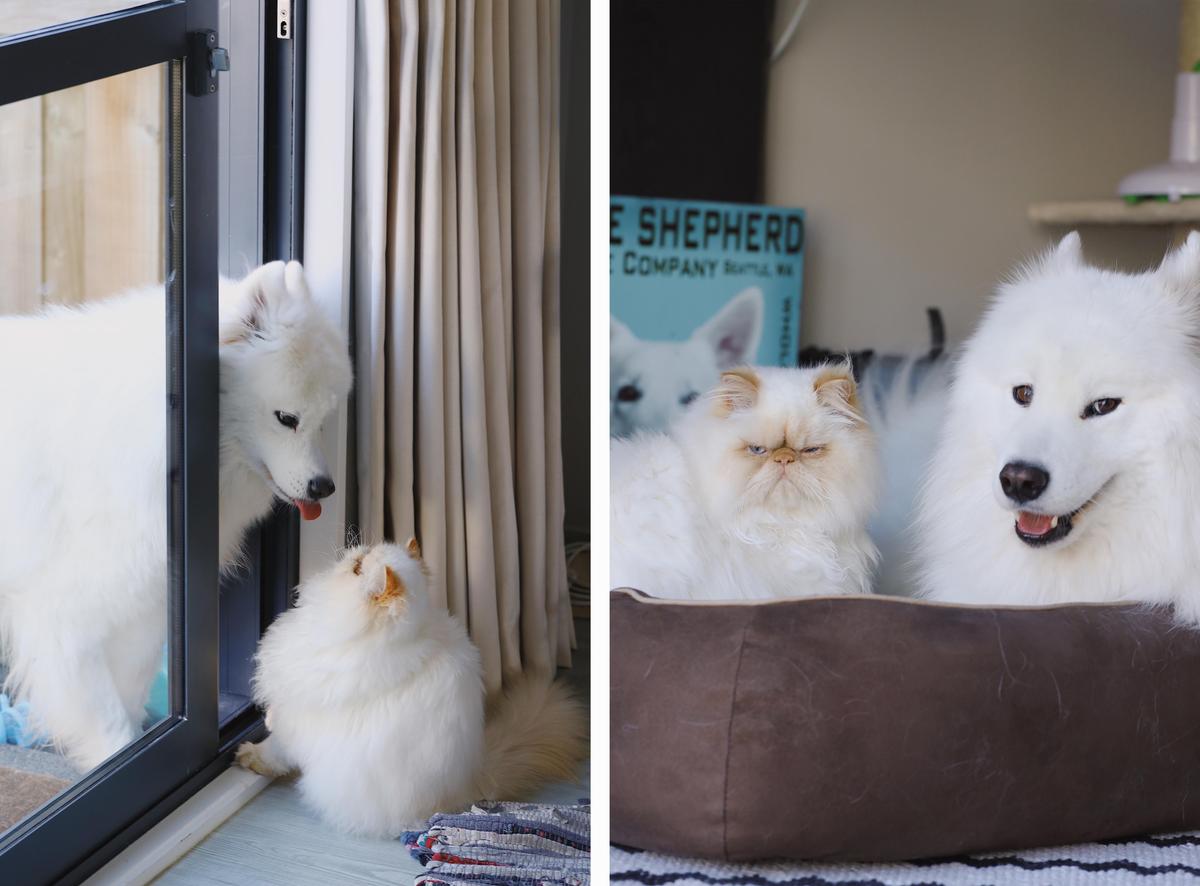 Casper the Samoyed pup meeting Romeo as a kitten at the door (L), and hanging around the house (R) (casperandromeo/CATERS NEWS)