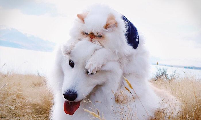 Hilarious Photos Show the Unlikely Friendship Between a ‘Grumpy’ Kitten and a Fluffy Dog