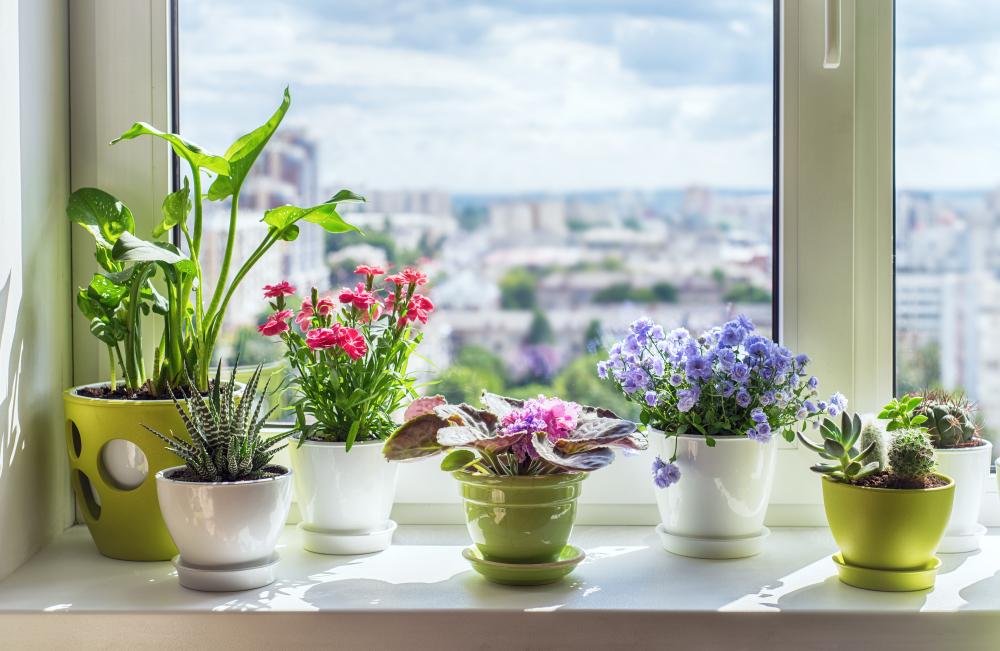 A new trend indoors and out is growing tiny or dwarf plants. (Triff/Shutterstock)