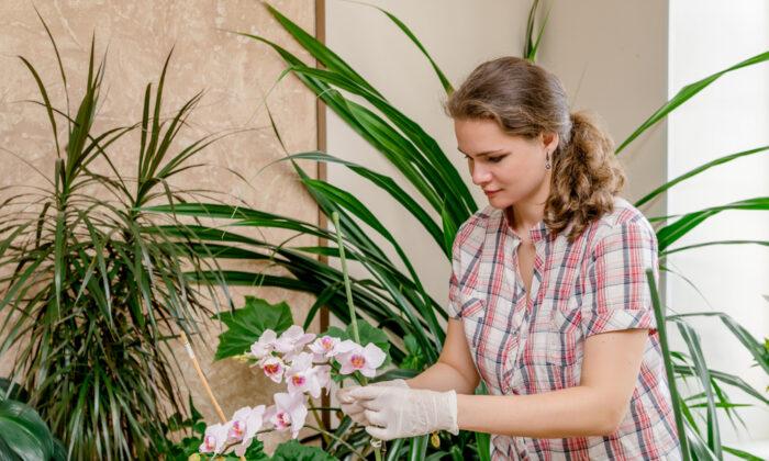 More People Are Becoming Plant Parents