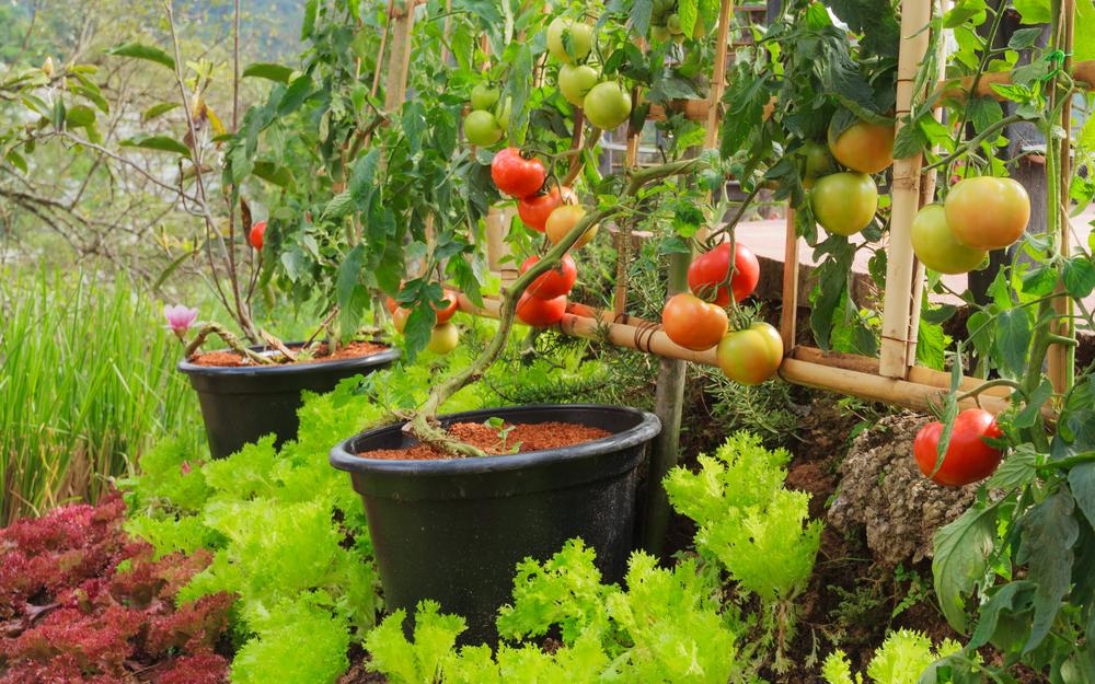 Vegetable gardening continues to be popular, and many gardeners are starting to grow fruits. (ampol sonthong/Shutterstock)
