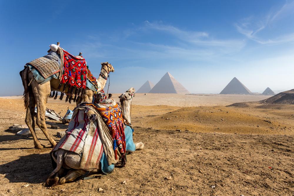 Camels were once known as “ships of the desert." (Kanuman/Shutterstock)