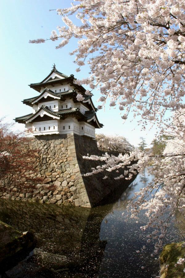 Every spring, hundreds of people flock to the magnificent Hirosaki Castle to take part in the cherry blossom festival. (Koichi Kamoshida/Getty Images)