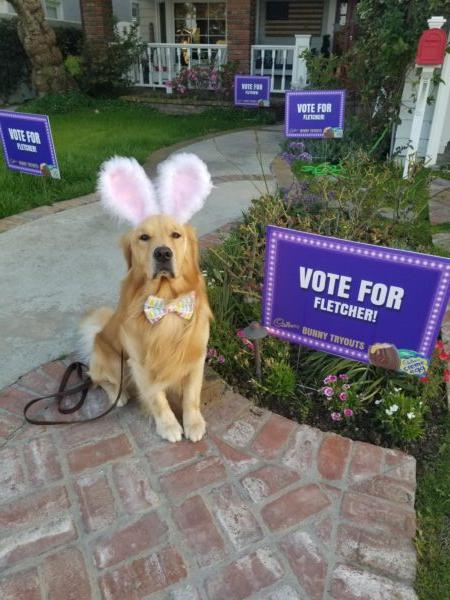 Fletcher, a two-year-old Golden Retriever from Huntington Beach, is a finalist in a nationwide search for the next Cadbury bunny. (Courtesy of Ellen Kuhnert)