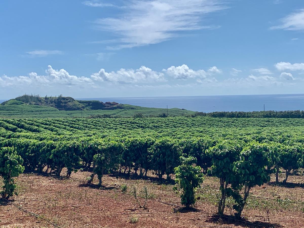 Kauai Coffee Company's more than 4 million coffee trees benefit from the rich volcanic earth and cool trade winds. (Janna Graber)