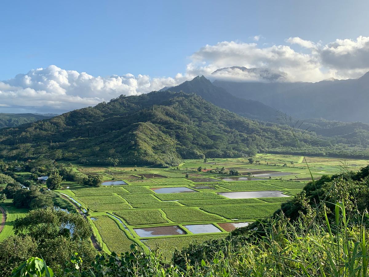 Taro fields in Hanalei Valley. (Janna Graber)