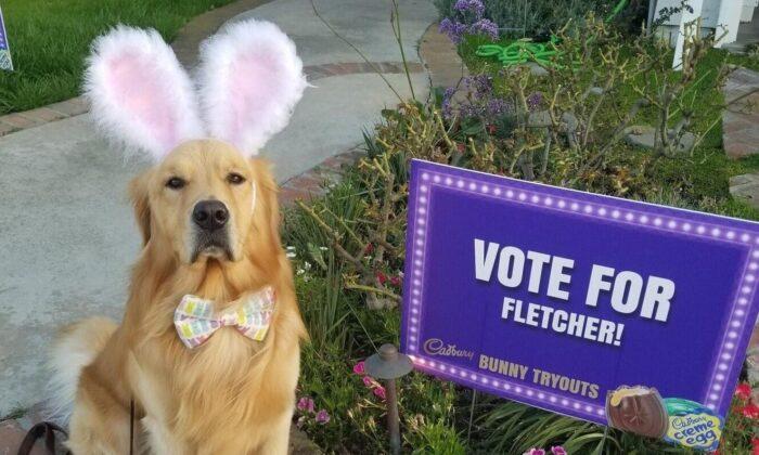 Hop Aside, Babs: This Year’s Cadbury Bunny Gig Could Go to an Orange County Dog