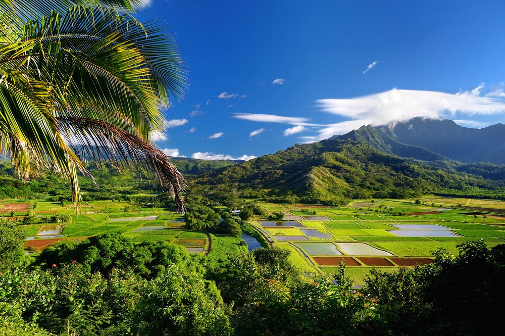 Taro fields in Hanalei Valley. (MNStudio/Shutterstock)