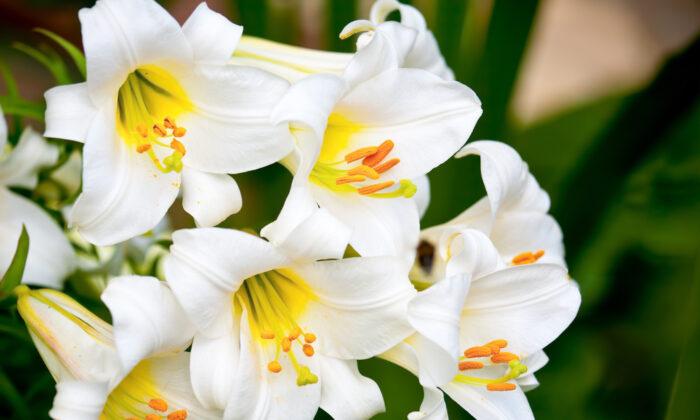 Ask the Vet: Easter Lilies Cause Kidney Failure in Cats