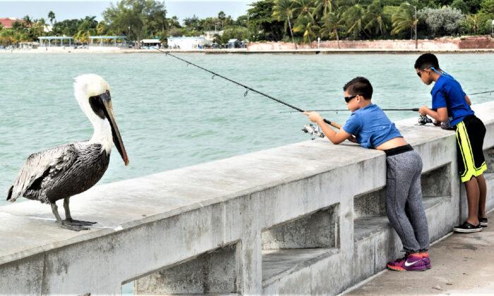 Find Fish, Kitsch, and Wildlife in the Florida Keys